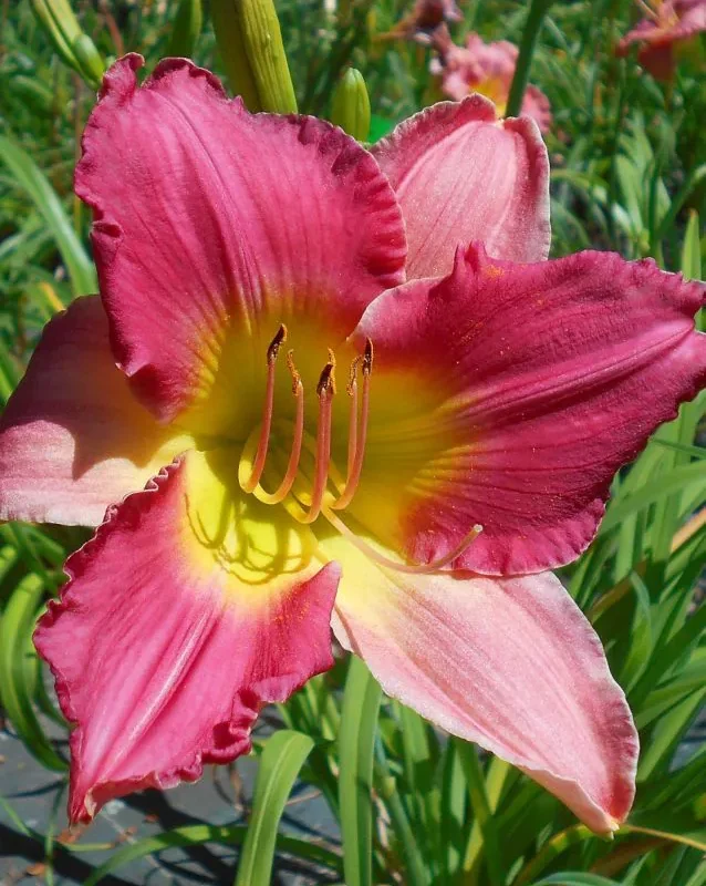 Päevaliilia “Hemerocallis final touch” pakendis 3 tk