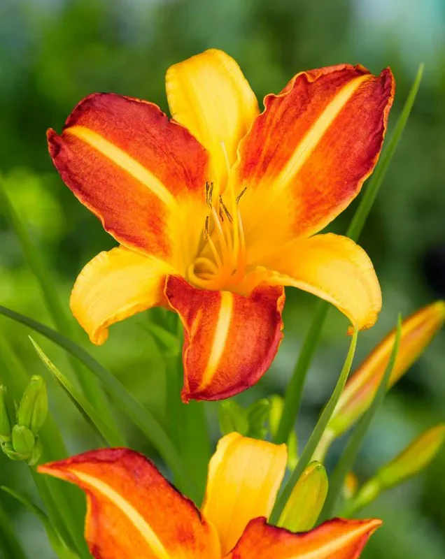 Päevaliilia “Hemerocallis frans hals” pakendis 3 tk
