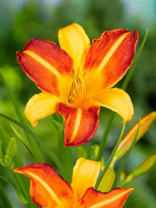 Päevaliilia “Hemerocallis frans hals” pakendis 3 tk
