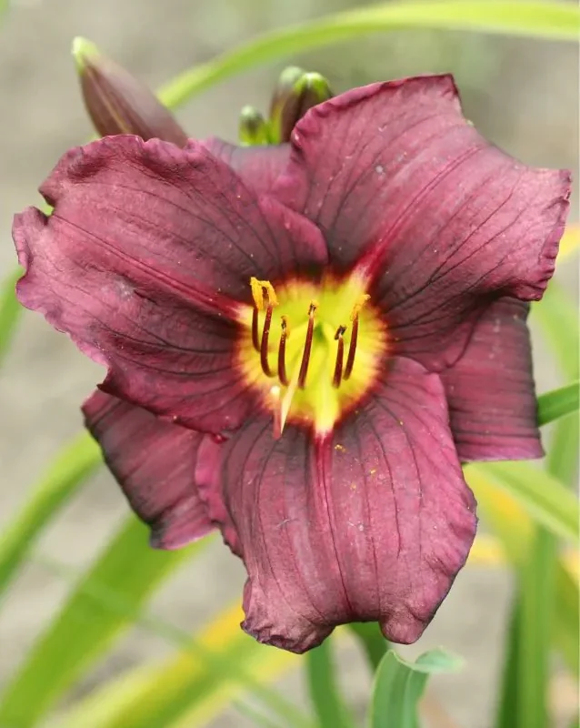 Päevaliilia “Hemerocallis grape velvet” pakendis 3 tk