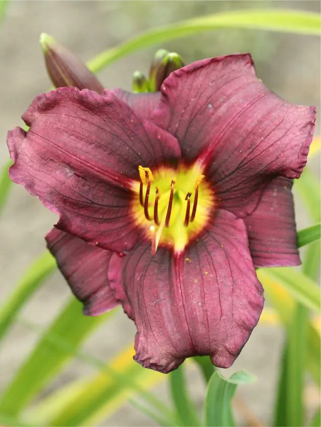 Päevaliilia “Hemerocallis grape velvet” pakendis 3 tk