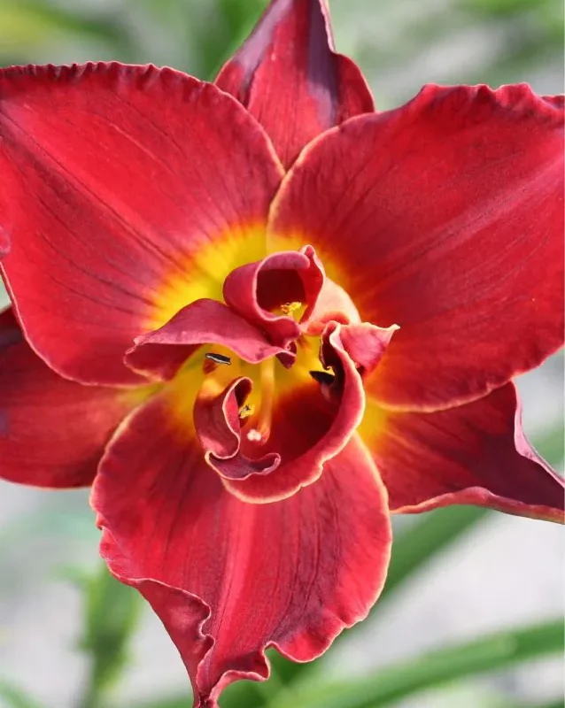 Päevaliilia “Hemerocallis Highland Lord” pakendis 3 tk