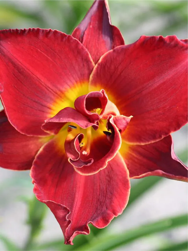 Päevaliilia “Hemerocallis highland lord” pakendis 3 tk