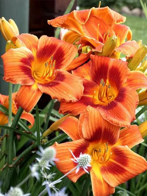 Päevaliilia “Hemerocallis holiday delight” pakendis 3 tk