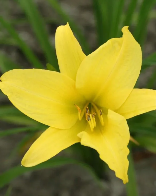 Päevaliilia “Hemerocallis hyperion” pakendis 3 tk