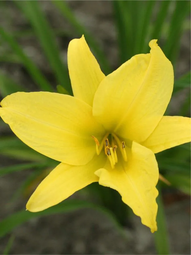 Päevaliilia “Hemerocallis hyperion” pakendis 3 tk