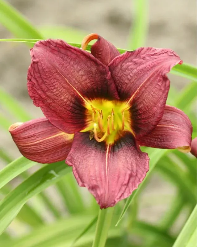 Päevaliilia “Hemerocallis Jockey Club” pakendis 3 tk