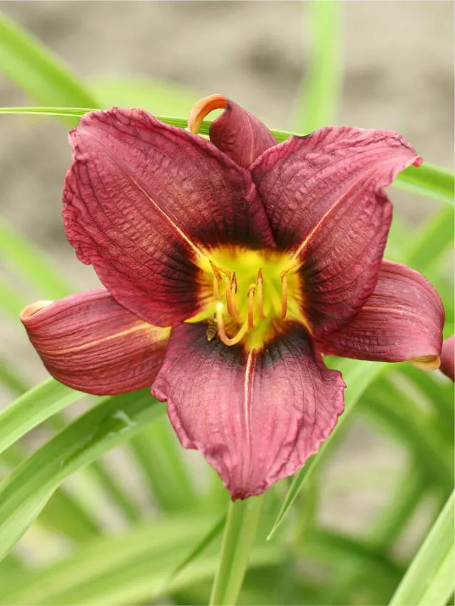 Päevaliilia “Hemerocallis jockey club” pakendis 3 tk