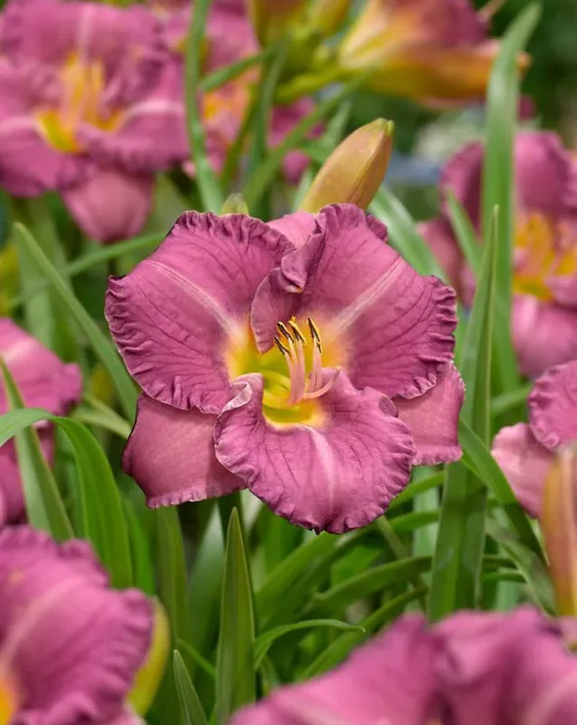 Päevaliilia “Hemerocallis Little Grapette” pakendis 3 tk