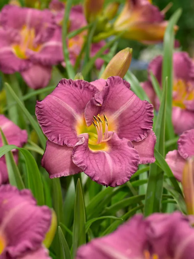 Päevaliilia “Hemerocallis Little Grapette” pakendis 3 tk