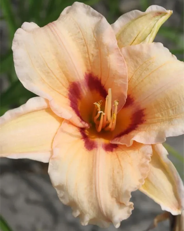 Päevaliilia “Hemerocallis lynn hall” pakendis 3 tk