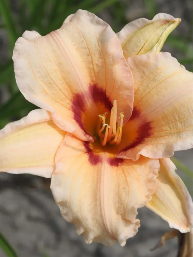 Päevaliilia “Hemerocallis lynn hall” pakendis 3 tk