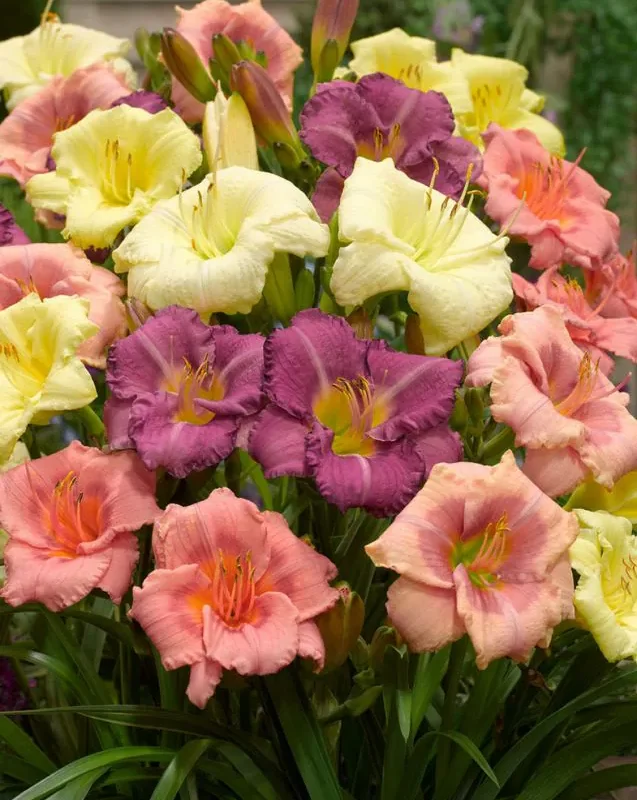 Päevaliilia “Hemerocallis mixed” pakendis 10 tk