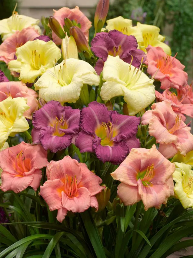 Päevaliilia “Hemerocallis mixed” pakendis 10 tk