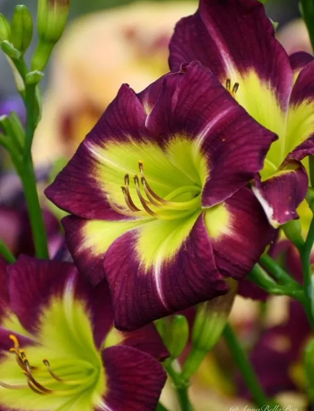Päevaliilia “Hemerocallis night beacon” pakendis 3 tk