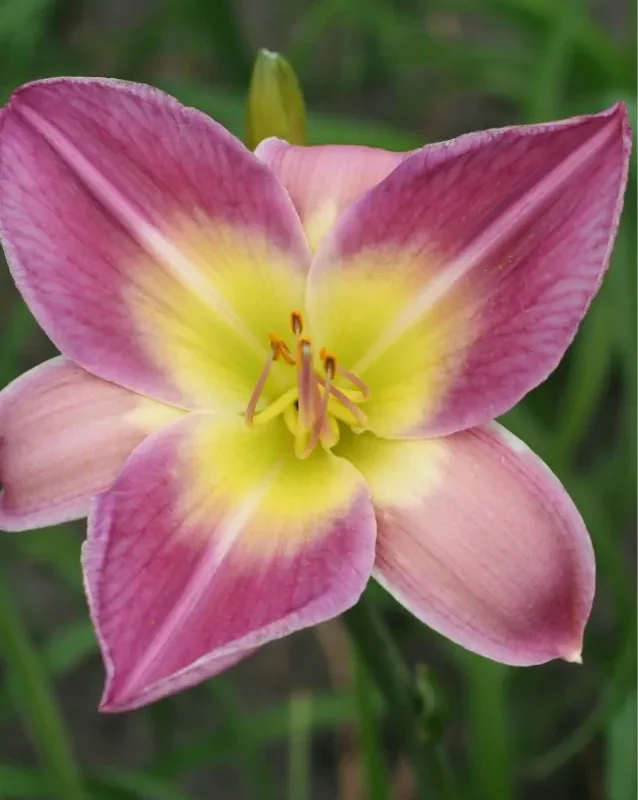Päevaliilia “Hemerocallis nile crane” pakendis 3 tk