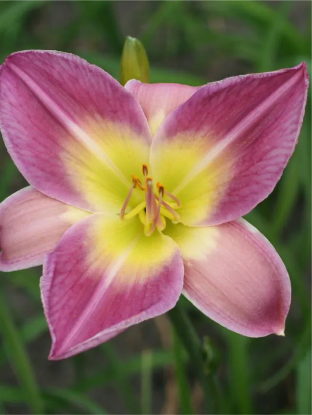 Päevaliilia “Hemerocallis nile crane” pakendis 3 tk