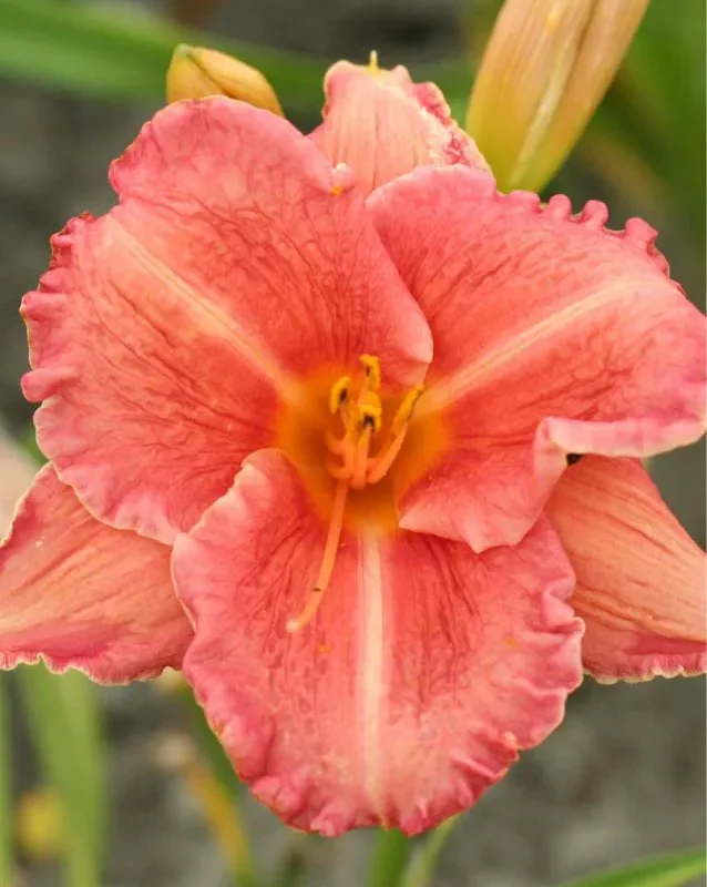 Päevaliilia “Hemerocallis Pretty Fancy” pakendis 3 tk