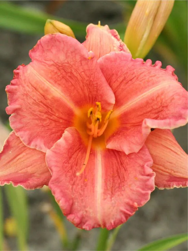 Päevaliilia “Hemerocallis pretty fancy” pakendis 3 tk
