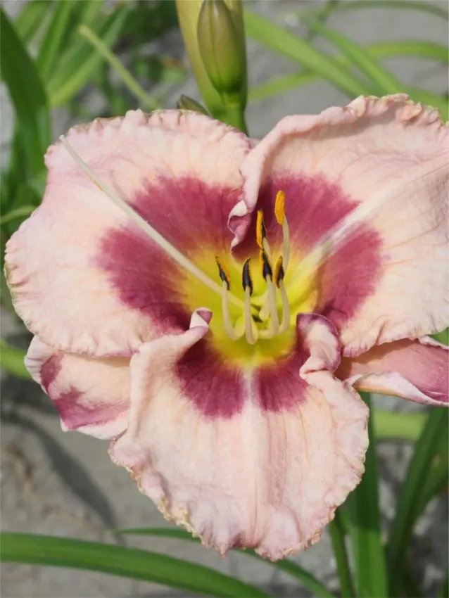 Päevaliilia “Hemerocallis royal braid” pakendis 3 tk