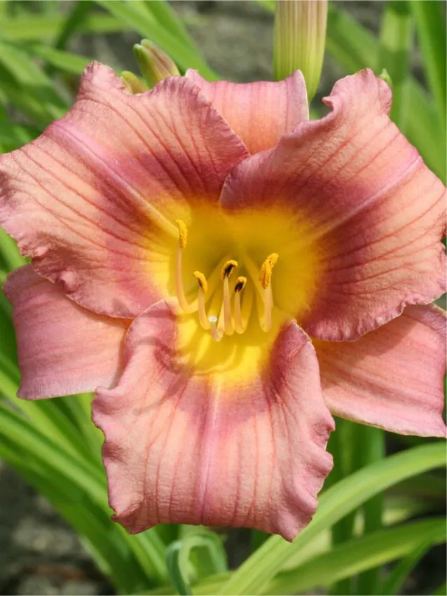 Päevaliilia “Hemerocallis schoppinger anfang” pakendis 3 tk