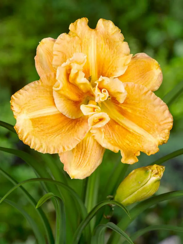 Päevaliilia “Hemerocallis smugglers gold” pakendis 3 tk