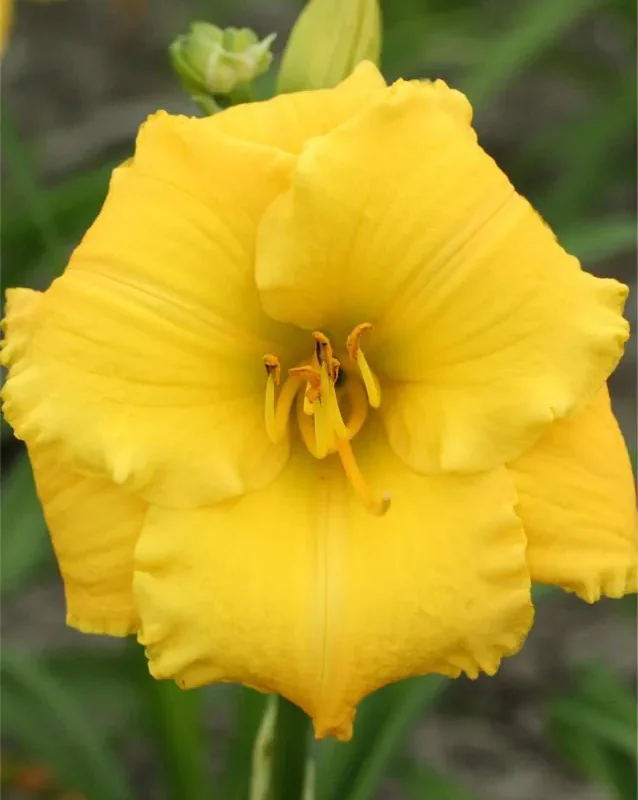 Päevaliilia “Hemerocallis atlanta elegant charm” pakendis 3 tk