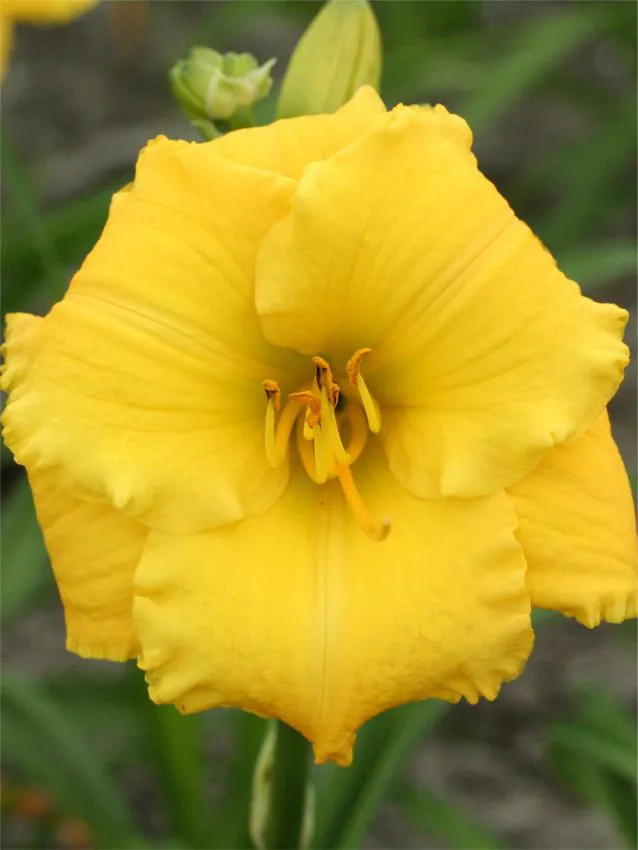 Päevaliilia “Hemerocallis atlanta elegant charm” pakendis 3 tk