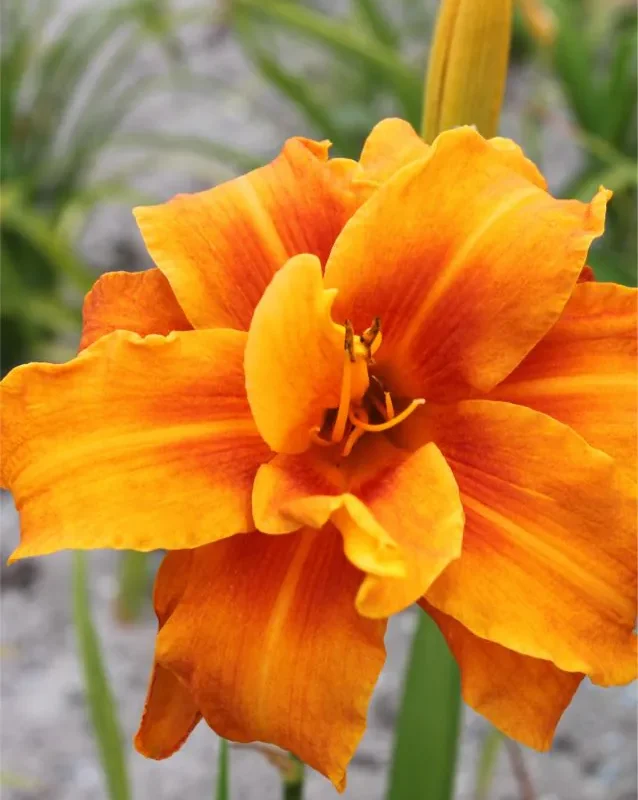 Päevaliilia “Hemerocallis bandolero” pakendis 3 tk