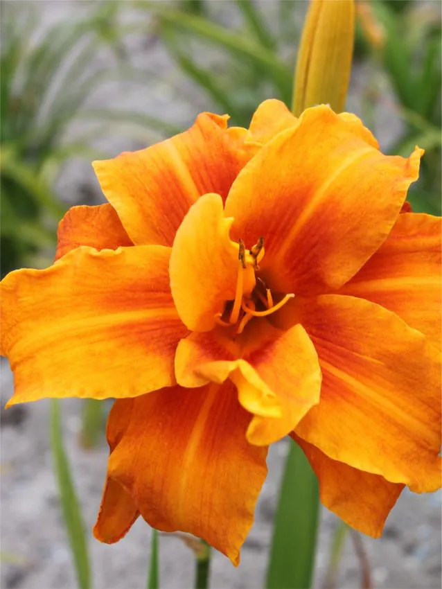 Päevaliilia “Hemerocallis bandolero” pakendis 3 tk
