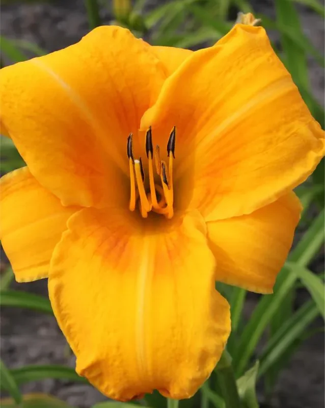 Päevaliilia “Hemerocallis chicago sunrise” pakendis 3 tk
