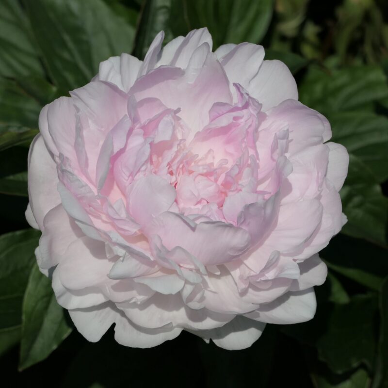 Pojeng „Lady Orchid” paljasjuurne istik