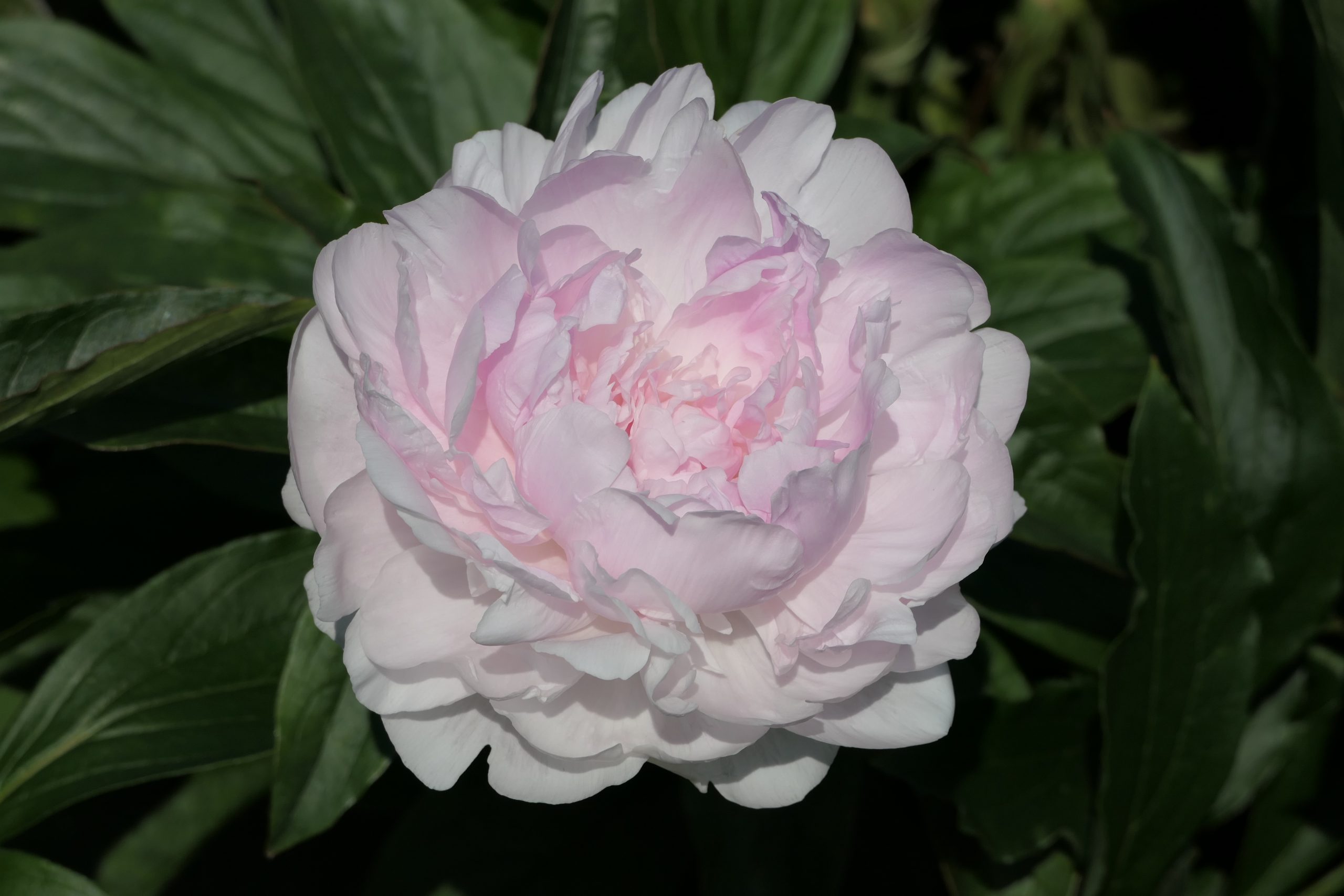 Pojeng „Lady Orchid” paljasjuurne istik