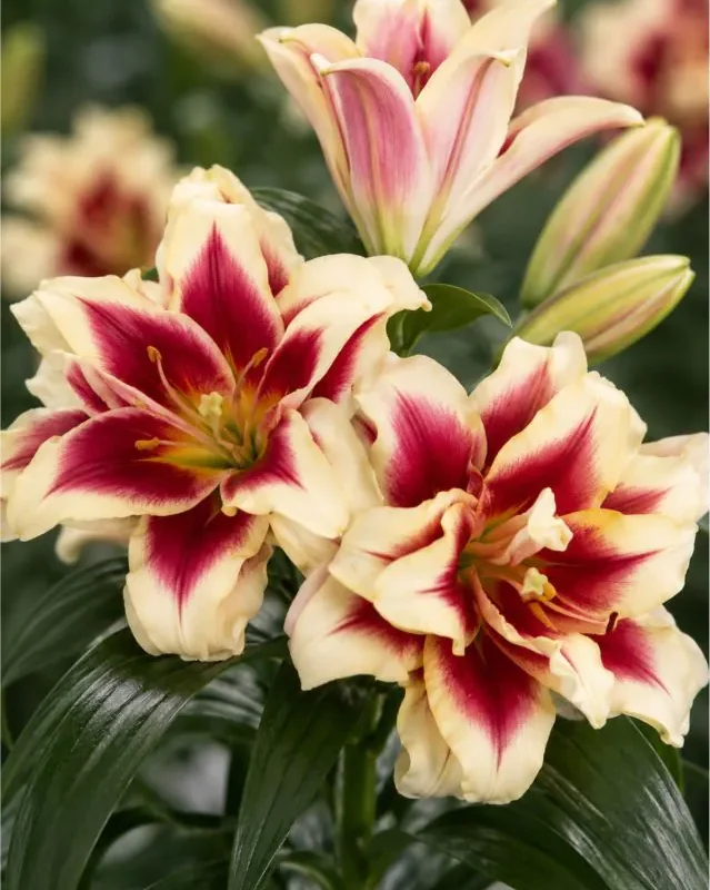 Liilia “Starlily alvaro” pakendis 2 tk