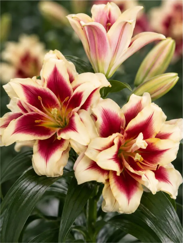 Liilia “Starlily alvaro” pakendis 2 tk