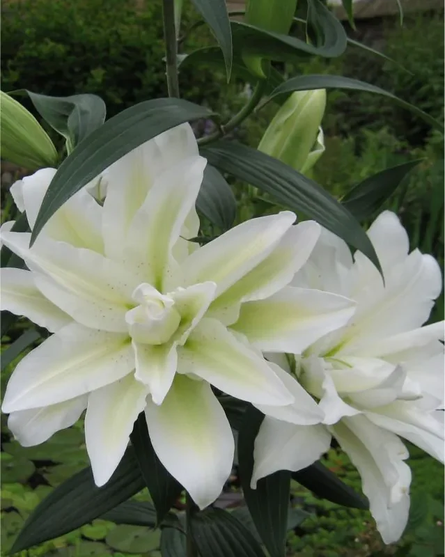 Liilia “Roselily angela” pakendis 2 tk