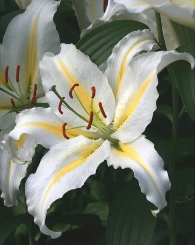 Liilia “Baferrari ” pakendis 2 tk