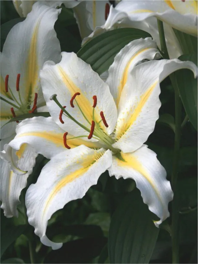 Liilia “Baferrari ” pakendis 2 tk