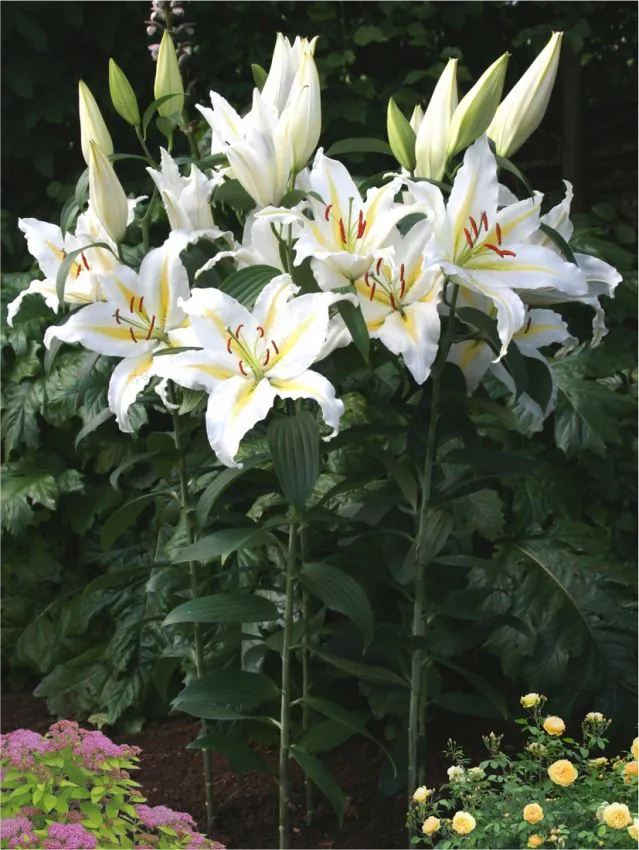 Liilia “Baferrari ” pakendis 2 tk - Image 2