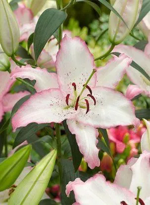 Liilia “Brasilia ” pakendis 2 tk