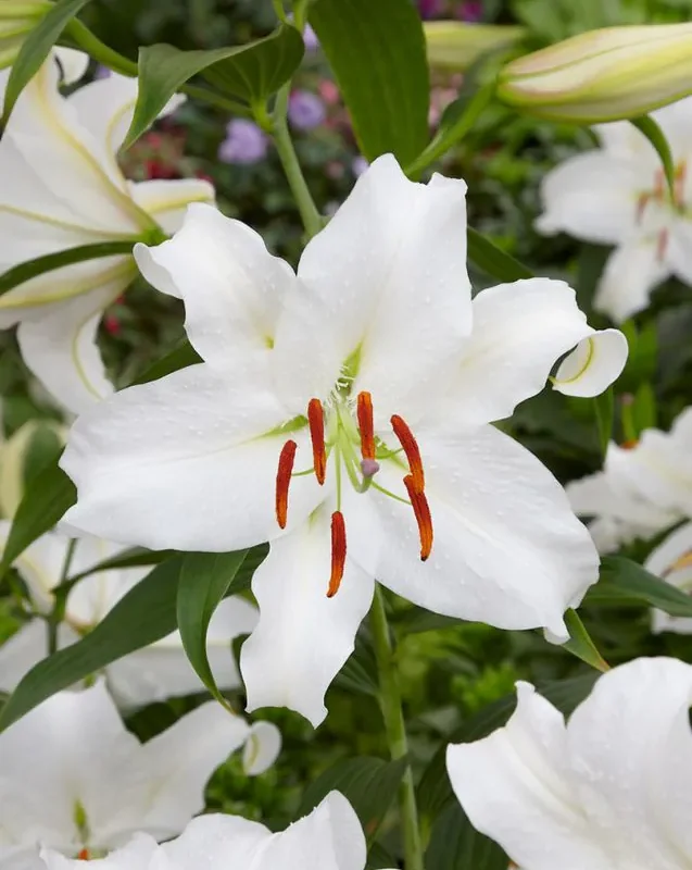 Liilia “Casa Blanca” pakendis 2 tk