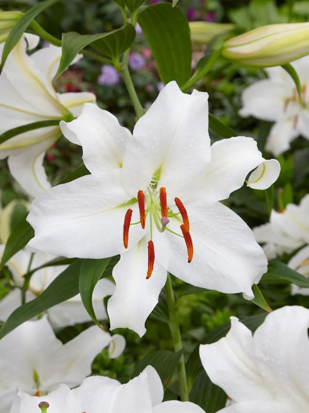 Liilia “Casa Blanca” pakendis 2 tk