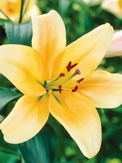 Liilia “Corcovado” pakendis 2 tk