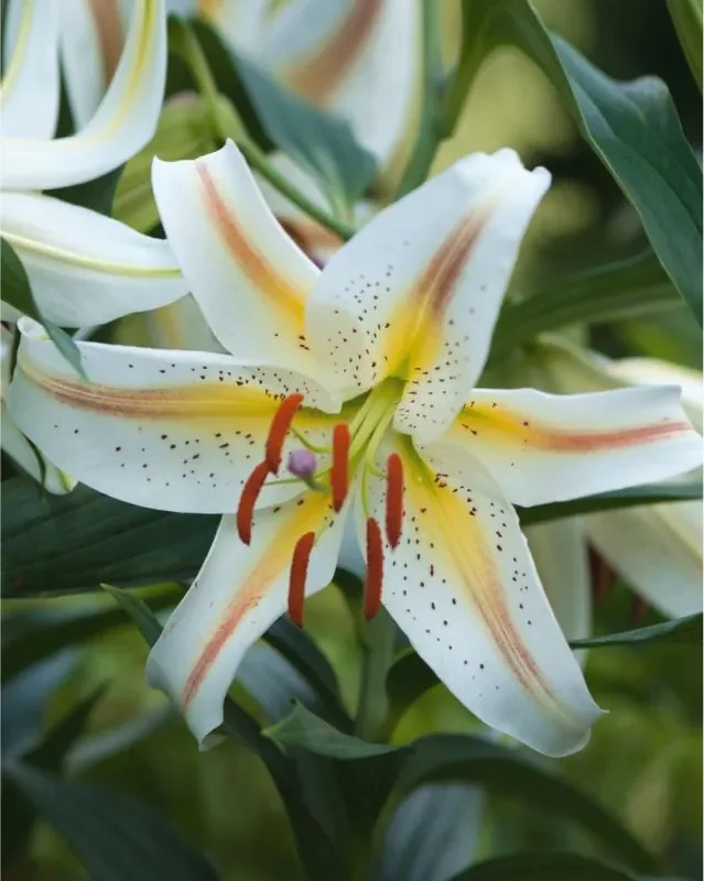 Liilia “Garden Party” pakendis 2 tk