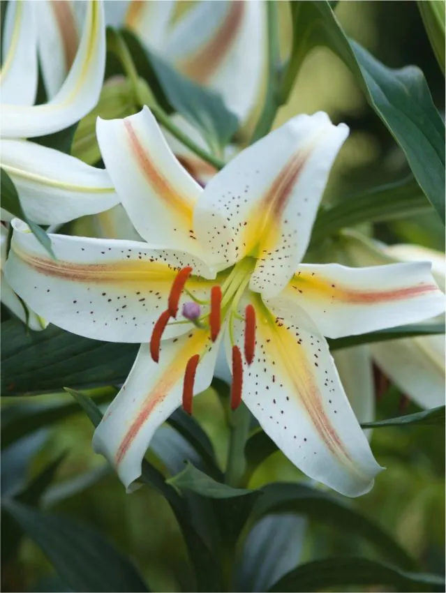 Liilia “Garden Party” pakendis 2 tk
