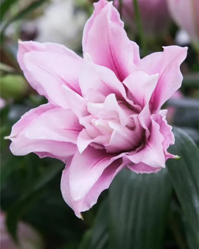 Liilia “Roselily isabella” pakendis 2 tk