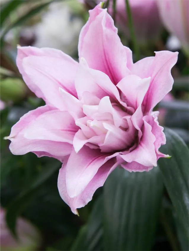 Liilia “Roselily isabella” pakendis 2 tk