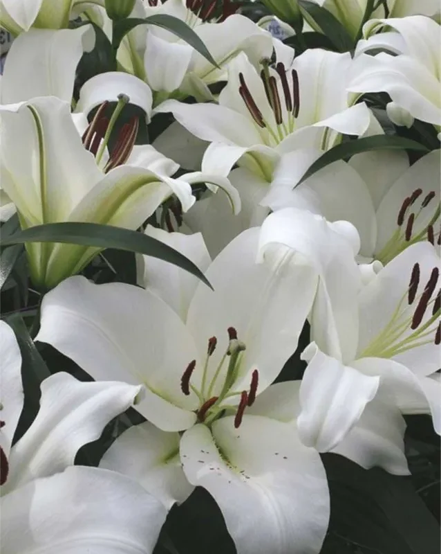 Liilia “Monte bianco” pakendis 2 tk