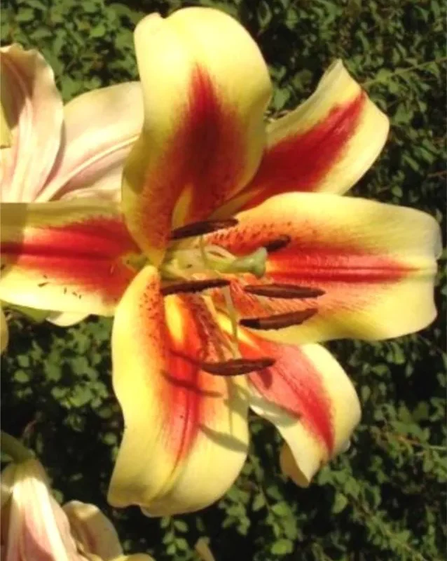 Liilia “Montego Bay” pakendis 2 tk
