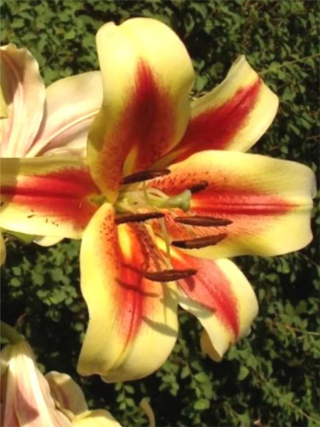 Liilia “Montego Bay” pakendis 2 tk